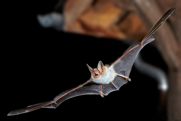 Une chauve-souris se fait passer pour un frelon pour éloigner les chouettes