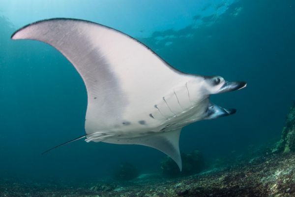 Des plongeurs aident à identifier les raies manta