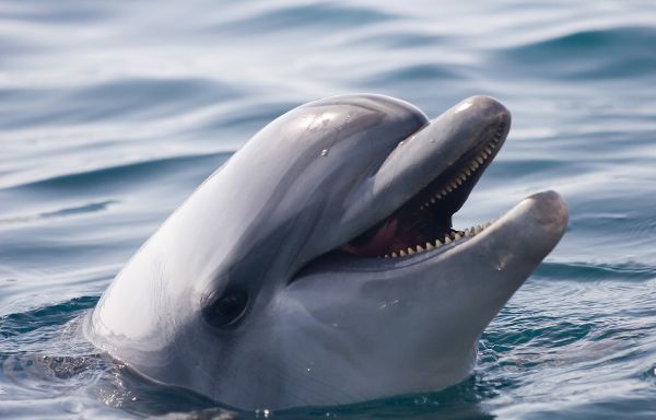 Les dauphins seraient capables de reconnaître leurs amis au goût de leur urine