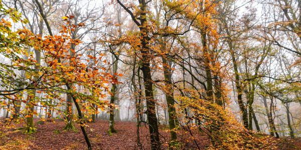 Quand des philanthropes rachètent des forêts pour les préserver