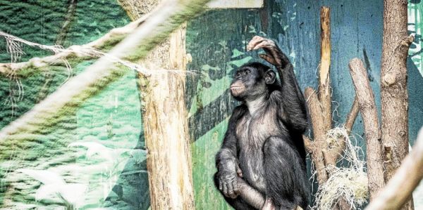 Un premier cas suspect de variole du singe détecté en France