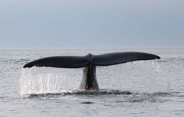 Une baleine coincée dans de l'équipement aperçue à l'est de Gaspé