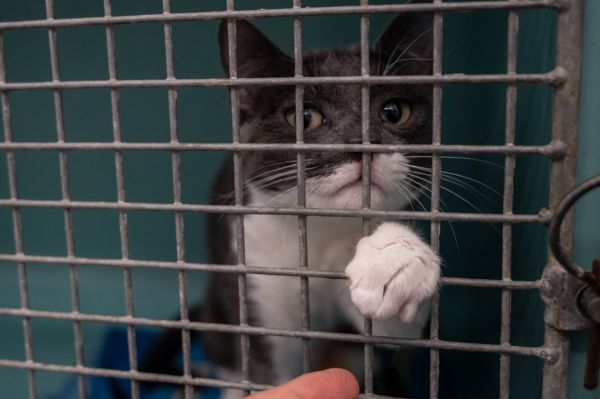 Animaux : les journées «portes ouvertes adoption» de la SPA de retour ce week-end