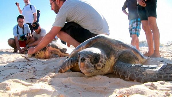 Tunisie : sauvées, trois tortues d'espèces protégées ont été relâchées en mer