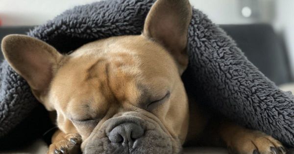 Télévision. "C'est un chien, pas Lady Gaga" : ce reportage de ''Sept à huit'' qui fait jaser