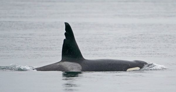 Animaux. Une orque se trouve dans la Seine entre Rouen et le Havre, son état de santé inquiète