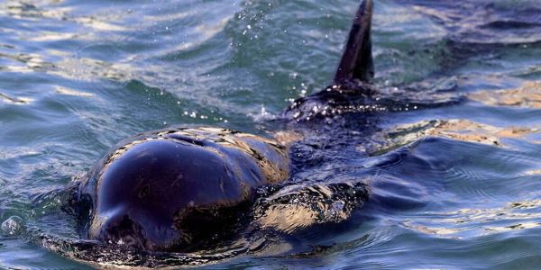 Une orque perdue dans la Seine entre Rouen et Le Havre