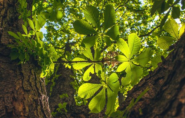 Vitry-sur-Seine : Le projet d'abattage de dizaines d'arbres fait réagir des habitants