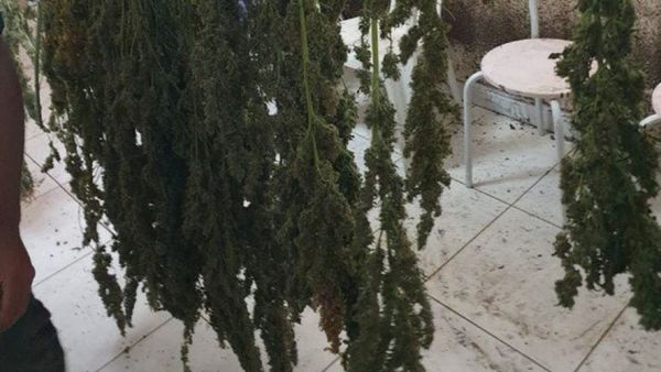 Perpignan : une cannabiculture découverte dans un appartement de la cité Bellus, 12 kg d'herbe saisis