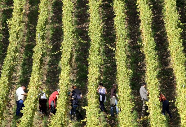 "Les saisonniers”, un premier roman indispensable sur l’agriculture intensive