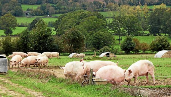 Un foyer de peste porcine africaine dans un élevage en Allemagne, près de la frontière française