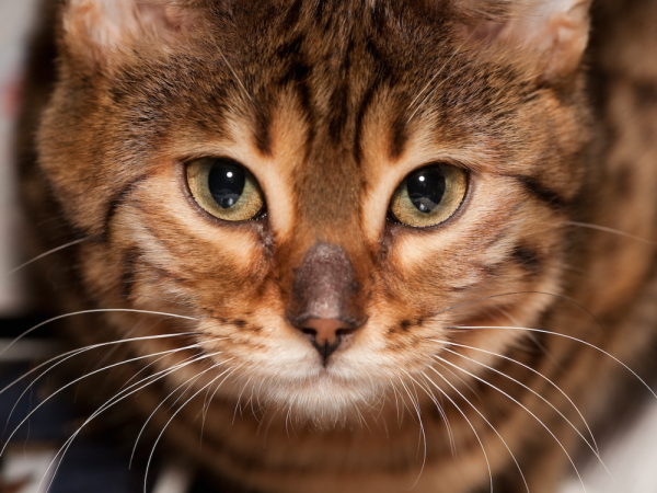 Une soixantaine de chats retrouvés congelés ou enterrés après une expulsion dans la Loire