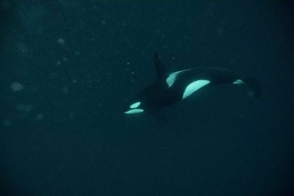 Orque dans la Seine: des stimuli sonores pour guider l'animal vers la mer