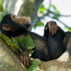 Les primates ne pensent pas comme les humains au repos