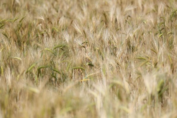 Le glyphosate franchit une étape-clé vers sa réautorisation en Europe