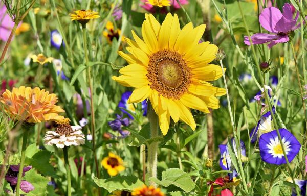 Haute-Savoie : Cette ville offre régulièrement ses fleurs à ses habitants