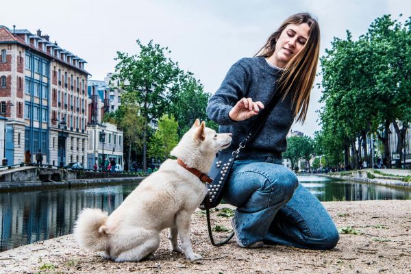 Shiba, spitz nain, pomsky... Les petits chiens sont les nouveaux meilleurs amis des millennials