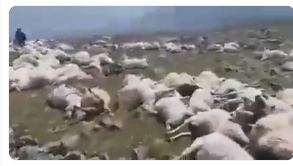 #USA : Bon avant hier c'était 10 000 vaches dans le #Kansas ... Aujourd'hui les moutons en #Géorgie Et on est supposé croire que ce n'est pas voulu ?