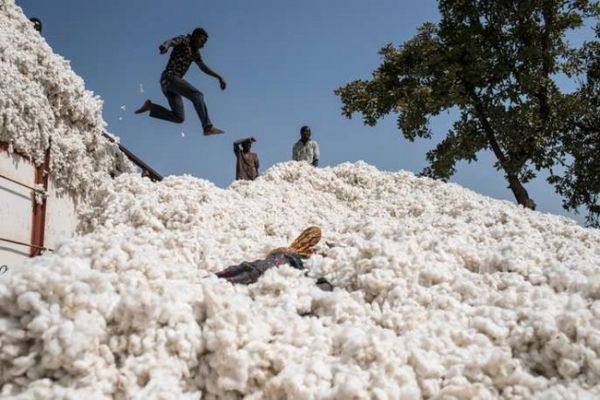 Premier producteur en Afrique à l'issue de la Campagne agricole  2021/2022 : Le Mali félicité par le Programme Régional de Production Intégrée de Coton