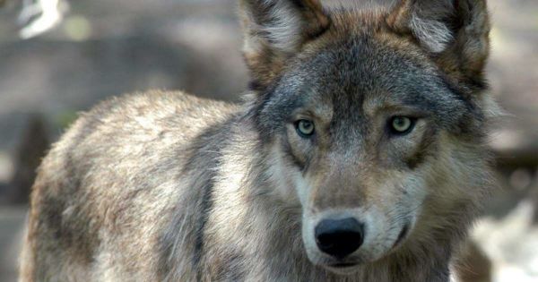 Environnement. Les loups gris de plus en plus nombreux en France