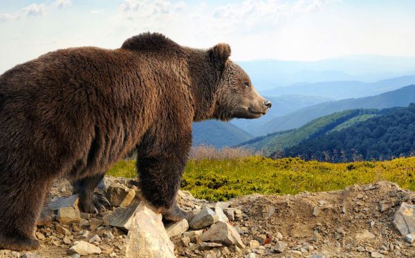 Mais pourquoi l"« ours 747 » est-il si énorme ?
