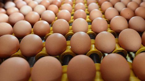 Salmonelle : plusieurs marques d'œufs rappelées