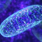 Mitochondrie: les origines d'un moment-clef de l'évolution