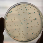 Réplication d'un ADN endommagé: régulation de l'équilibre entre voies fidèle et mutagène
