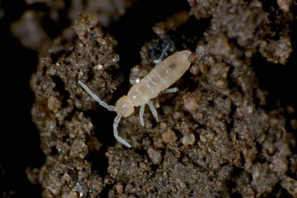 A quoi sert l'odeur de la terre après la pluie ?