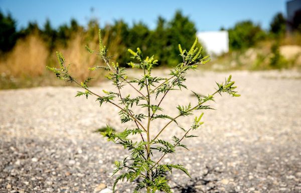 Nouvelle-Aquitaine : Attention à l'ambroisie, cette plante invasive très allergisante