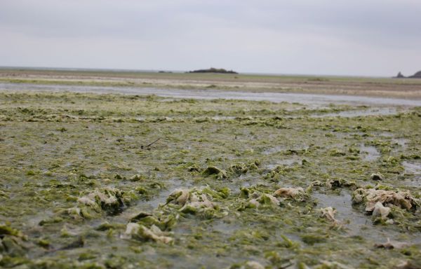 Bretagne : Les capteurs se multiplient pour contrôler les gaz toxiques s'échappant des algues vertes