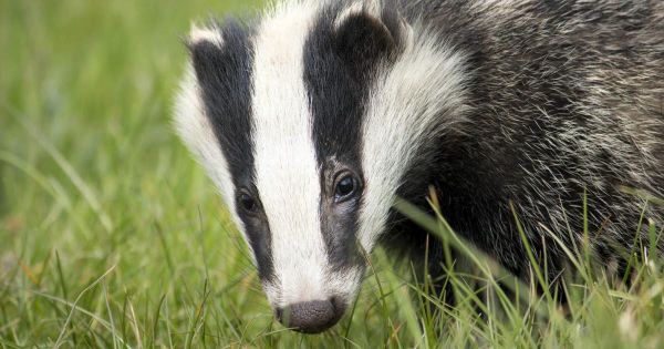 Insolite. Verbalisé pour avoir transporté un faux blaireau dans le train, la SNCF annule son amende