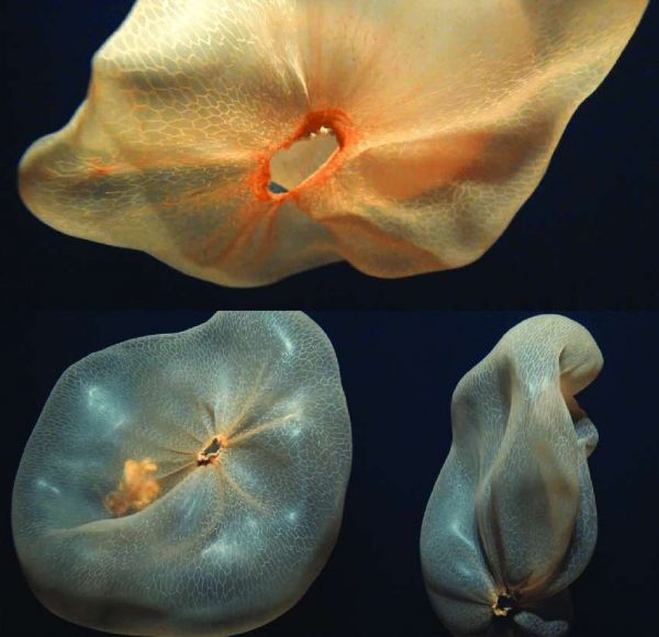 Une drôle de créature en forme de sac plastique