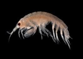 Du plastique retrouvé dans les entrailles des créatures peuplant les abysses