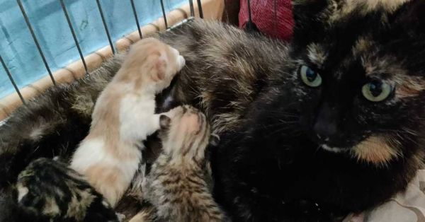 Carpentras : 202 chats adultes abandonnés depuis mars