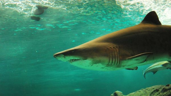 Une terrible attaque de requin tue deux femmes en Égypte, plusieurs plages de la mer Rouge fermées
