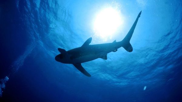 Égypte : deux femmes tuées par des requins ces derniers jours en mer Rouge