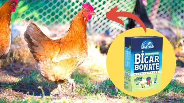 4 Utilisations du Bicarbonate pour les Poules.