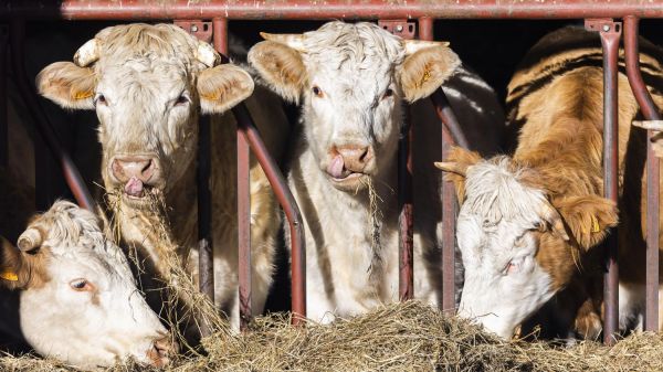 Sécheresse : la FNSEA alerte sur une possible "pénurie de lait dans les mois qui viennent"