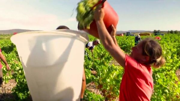 Canicule : des vendanges précoces