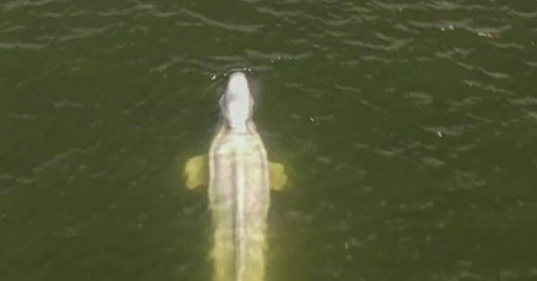 Environnement. Béluga dans l'écluse de la Seine : son état est stationnaire