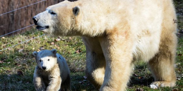 Arctique : une touriste française blessée par un ours blanc au Svalbard