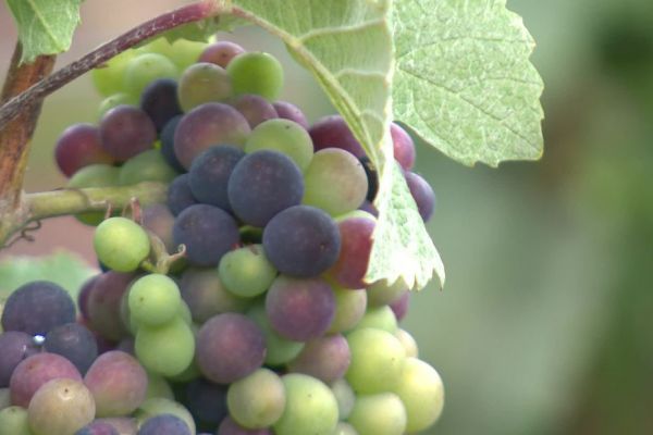 Champagne : les vendanges pourraient commencer dès la fin août dans le sud de l'Aisne