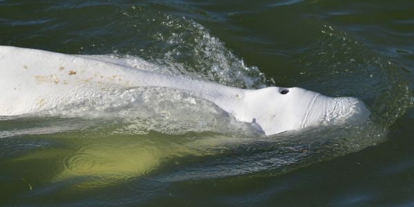 Béluga dans la Seine : les autorités vont tenter de ramener l'animal vers la haute mer