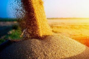 L'Ukraine, le nouvel Eldorado des céréaliers français