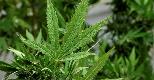 Alpes-Maritimes : plus de 600 kg de pollen de cannabis cachés sous de la laine de mouton