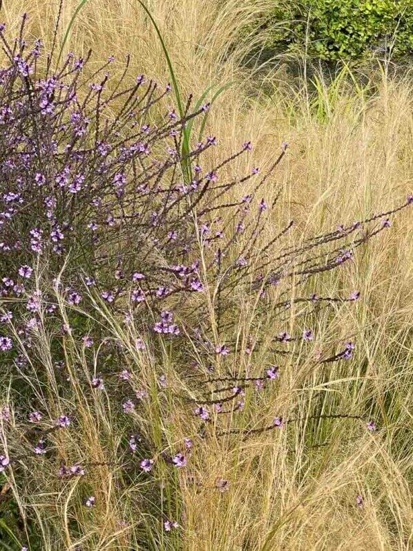 Un nuage de fleurettes avec la verveine officinale ‘Bampton’