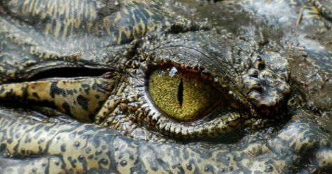 Des larmes de crocodile