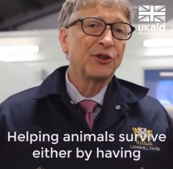 Bill Gates veut « vacciner » les animaux et « améliorer leur génétique »
