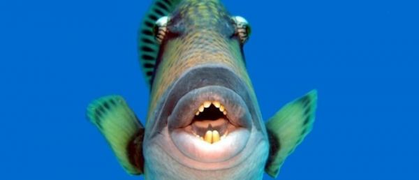Plages du Sud Ouest : Plusieurs baigneurs mordus sur les plages française par des balistes, des poissons à 22 dents, pourtant rares dans nos régions, mais très présents cet été  - Vidéo